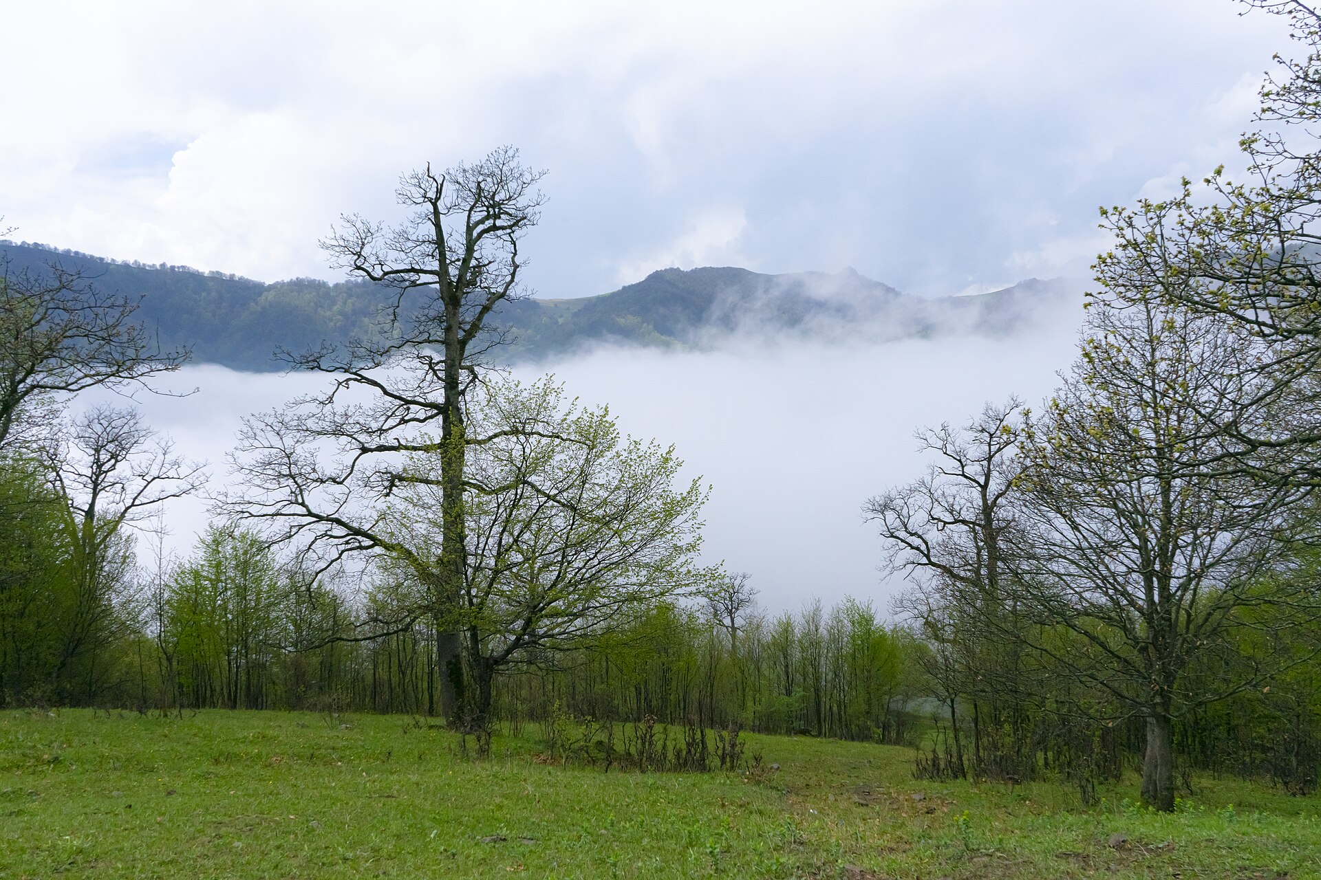 Dilijan national park